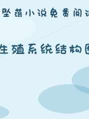 生殖系统结构图